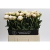 Paeonia Odile