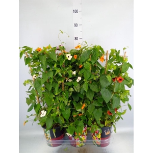 Thunbergia   ...mix 3