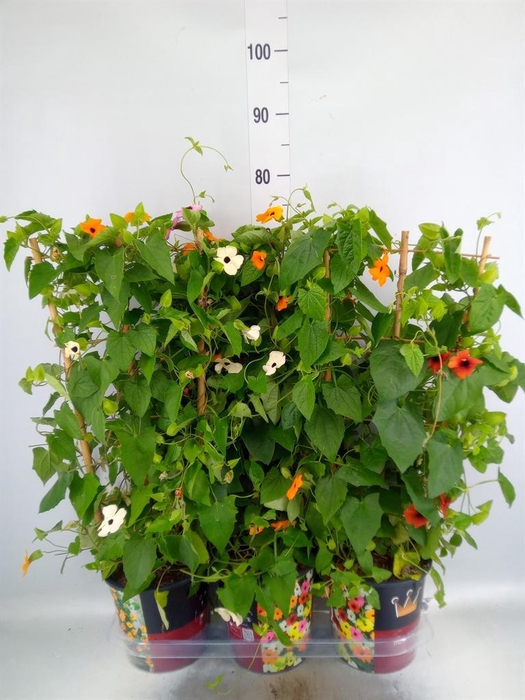 <h4>Thunbergia   ...mix 3</h4>