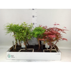 Bonsai   ...mix