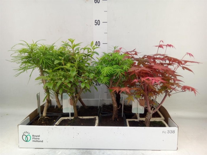 <h4>Bonsai   ...mix</h4>