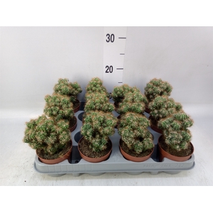 Cereus per. 'Monstrosus'