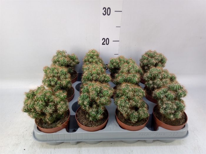 <h4>Cereus per. 'Monstrosus'</h4>
