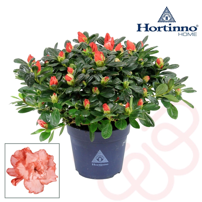 <h4>Rhododendron Hortinno Classic Bicol</h4>
