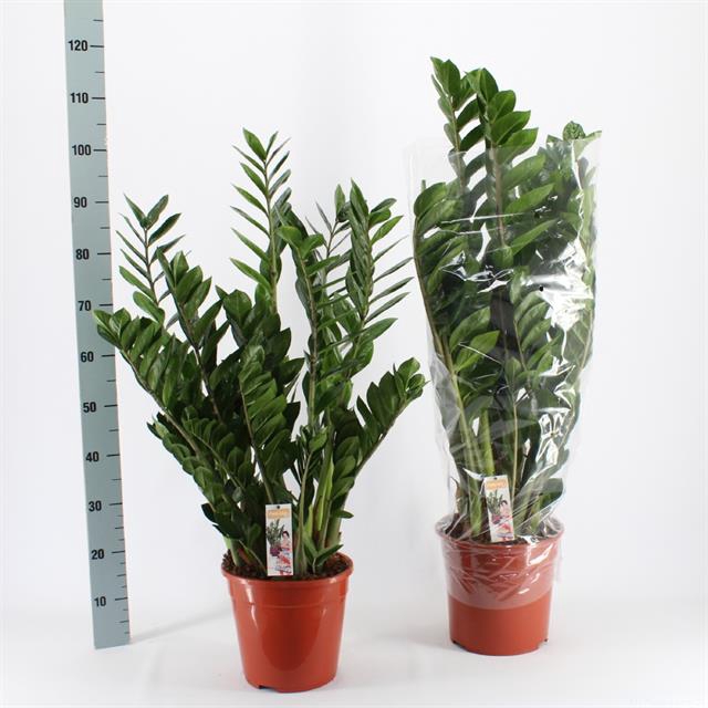 Zamioculcas zamifolia 24Ø 95cm 10st