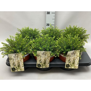 Erica Darleyensis 'White Perfection' C2 Tray