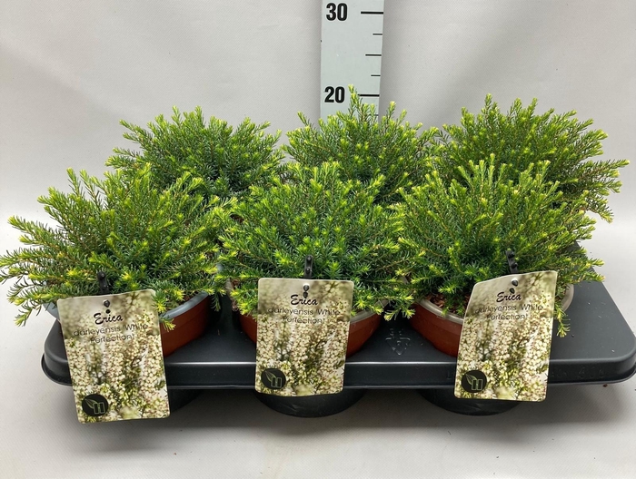 <h4>Erica Darleyensis 'White Perfection' C2 Tray</h4>