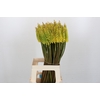 Kniphofia Sunningdale Yellow