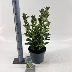 Euonymus japonicus Aureomarginatus
