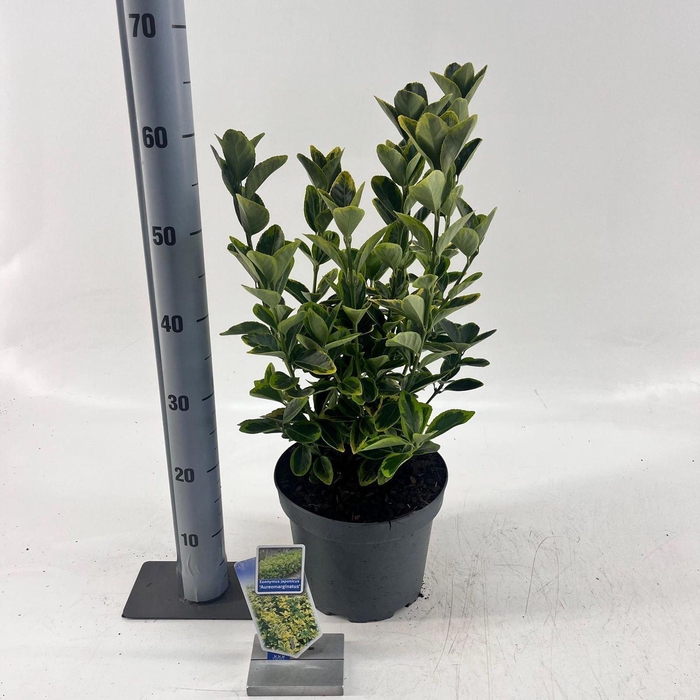 <h4>Euonymus japonicus Aureomarginatus</h4>
