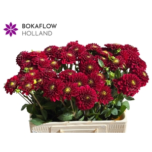 DAHLIA  'RED FOX'