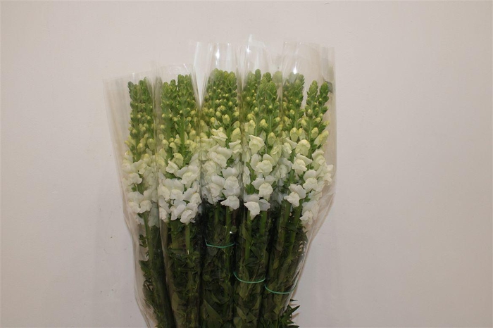 <h4>Antir Overig White</h4>