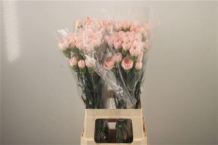 <h4>Di St Maruchi</h4>