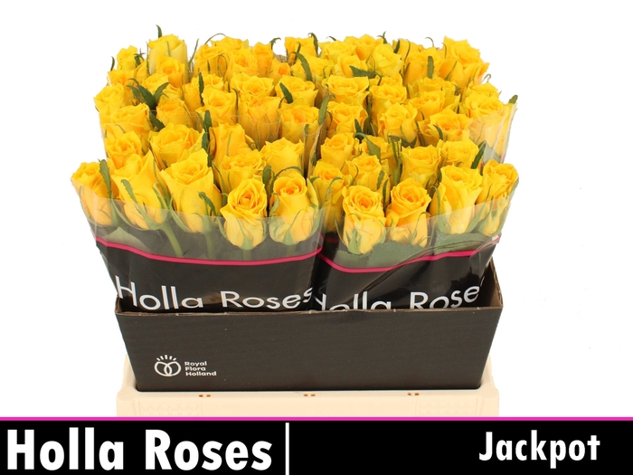 <h4>Rosa la jackpot+</h4>
