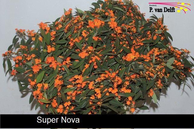 <h4>EUPH F T SUPERNOVA</h4>