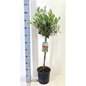 Olea Europaea