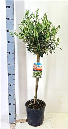 <h4>Olea Europaea</h4>