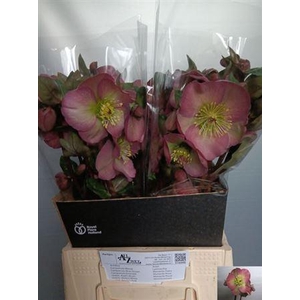 Hell Frk Pennys Pink