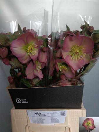 <h4>Hell Frk Pennys Pink</h4>