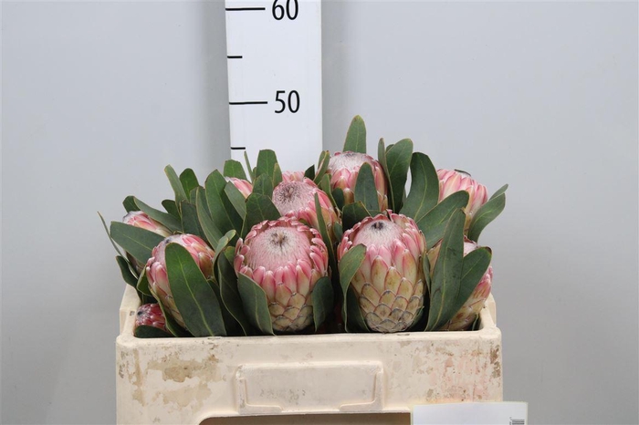 <h4>Protea Susara</h4>