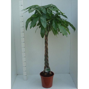Pachira aquatica 27Ø 150cm