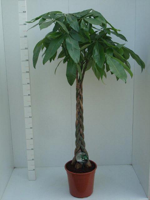 Pachira aquatica 27Ø 150cm