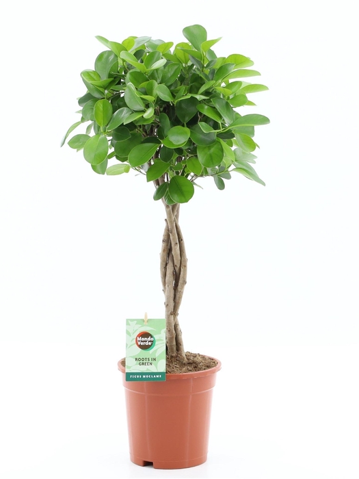 <h4>Ficus microcarpa 'Moclame'</h4>