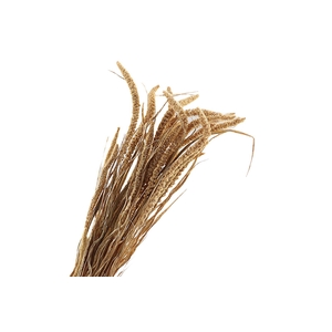 Setarea Italica White Bleached