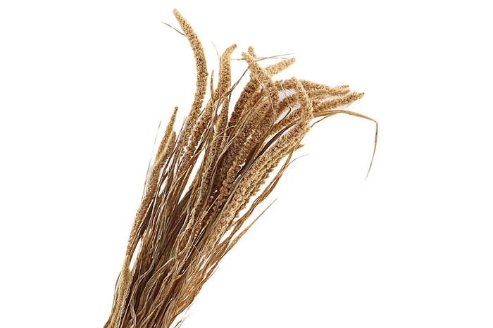 Setarea Italica White Bleached