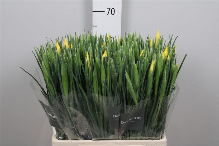 <h4>Iris Apollo</h4>