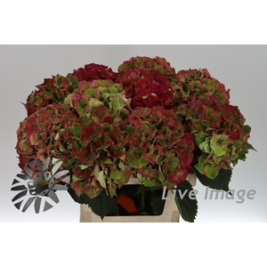 Hydrangea royal palace classic