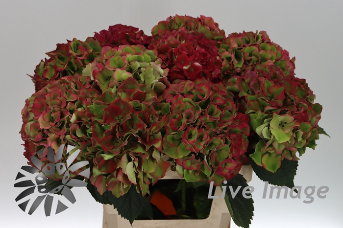 <h4>Hydrangea royal palace classic</h4>