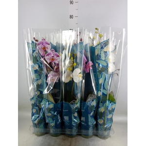 Phalaenopsis   ...mix  5