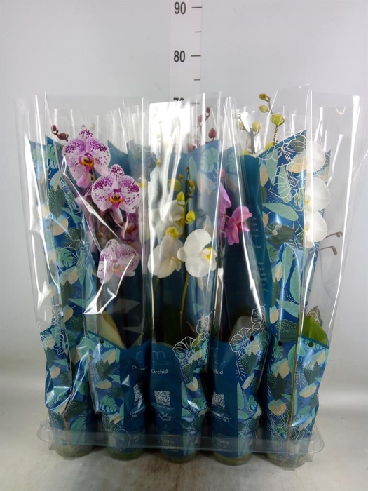 <h4>Phalaenopsis   ...mix  5</h4>