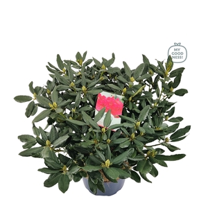 Rhododendron hybr. 'Nova Zembla' C15 70-80