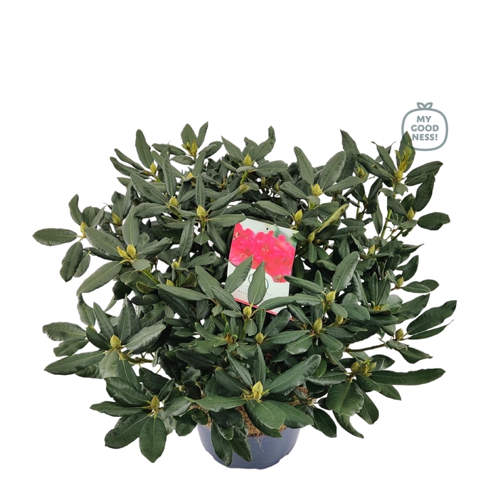 <h4>Rhododendron 70-80 /15 liter 'Nova Zembla'</h4>