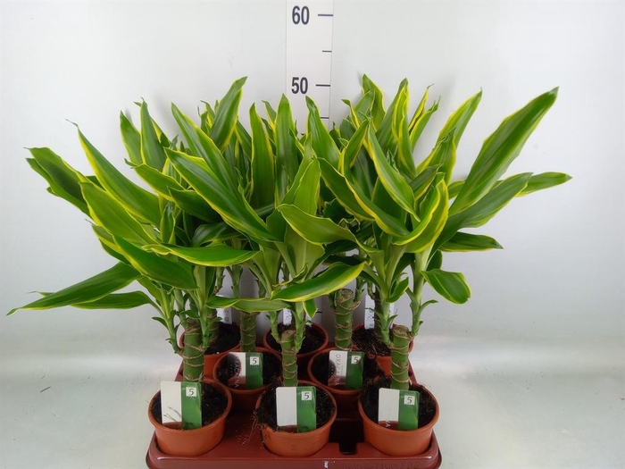 <h4>Dracaena frag. 'Golden Coast'</h4>