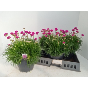 ARME MAR ARMADA ROSE