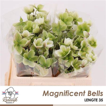 <h4>Hell Magnific Bells</h4>