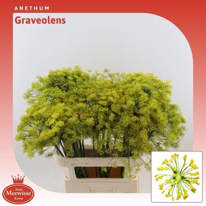ANET GRAVEOLENS