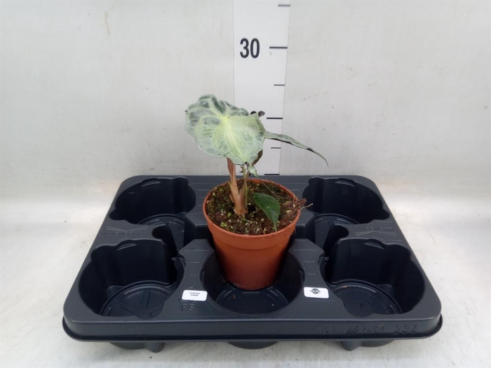 <h4>Alocasia   ...</h4>