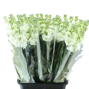 Matth Incana Iron White Extra