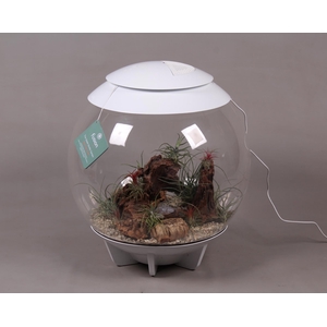 Terrarium XXL Exclusive wit met Tillandsia Airplants D45 24 uur levertijd