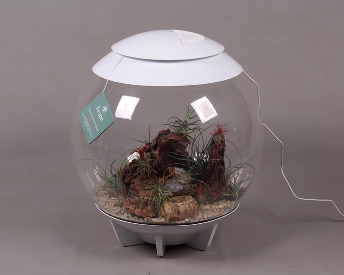 <h4>Terrarium XXL Exclusive wit met Tillandsia Airplants D45 24 uur levertijd</h4>