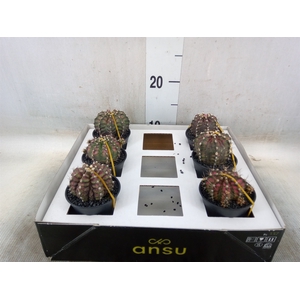 Gymnocalycium mihanov. 'Japan'  mix