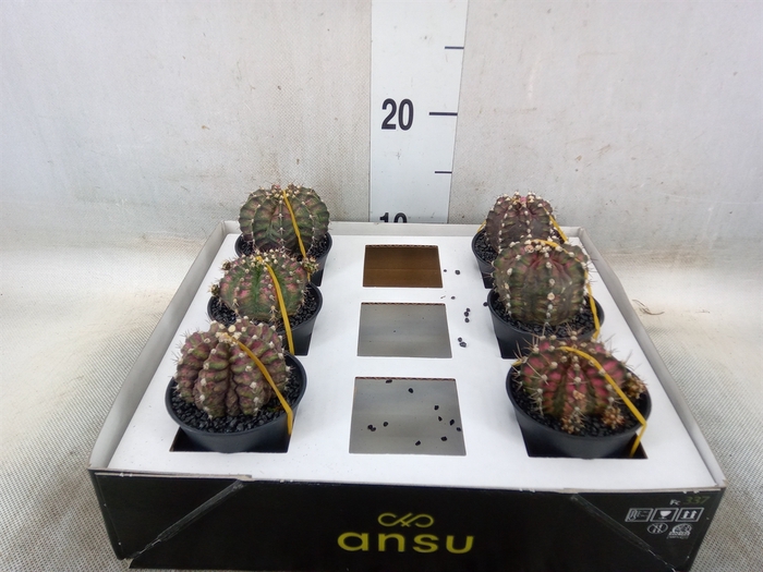 <h4>Gymnocalycium mihanov. 'Japan'  mix</h4>