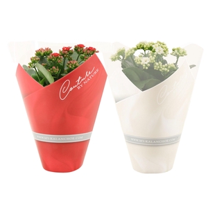 Kalanchoë 12 cm 2 color mix in Couture sleeve