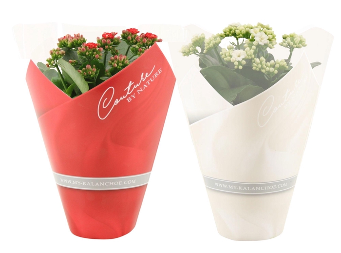 <h4>Kalanchoë 12 cm 2 color mix in Couture sleeve</h4>