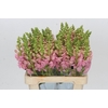 Antirrhinum Potomac Early Pink
