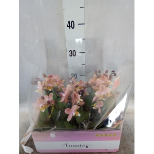 Phalaenopsis multi.   ...orange